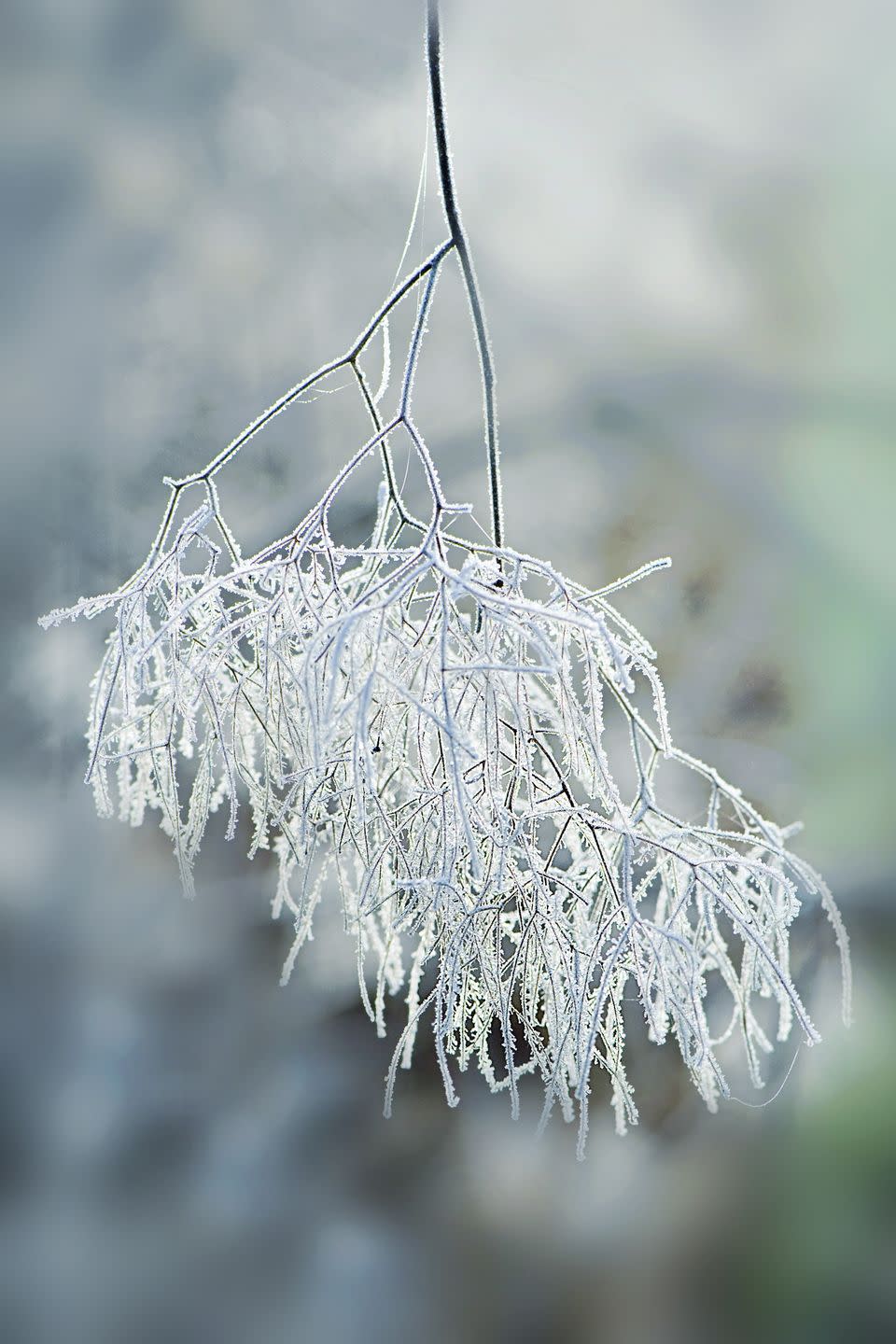 the remains of a smoke bush, smoketree or cotinus coggygriaf lower covered in a winter frost