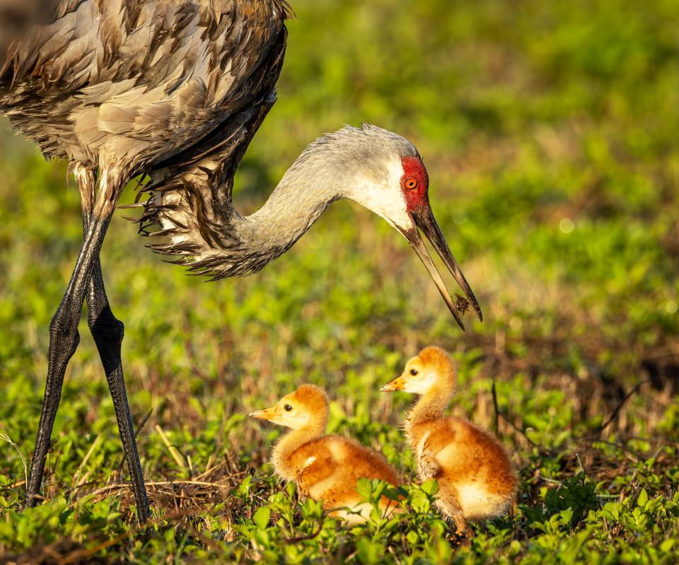 A Sandhill Crane family at Harns Marsh, Fort Myers. Taken with a Canon R5 Camera and a 100-500mm lens.