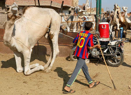 A camel seller, wearing a t-shirt with the name of Barcelona soccer player Lionel Messi, leads a camel to put it for sale at the Birqash Camel Market, ahead of Eid al-Adha or Festival of Sacrifice, on the outskirts of Cairo, Egypt August 17, 2018. REUTERS/Amr Abdallah Dalsh