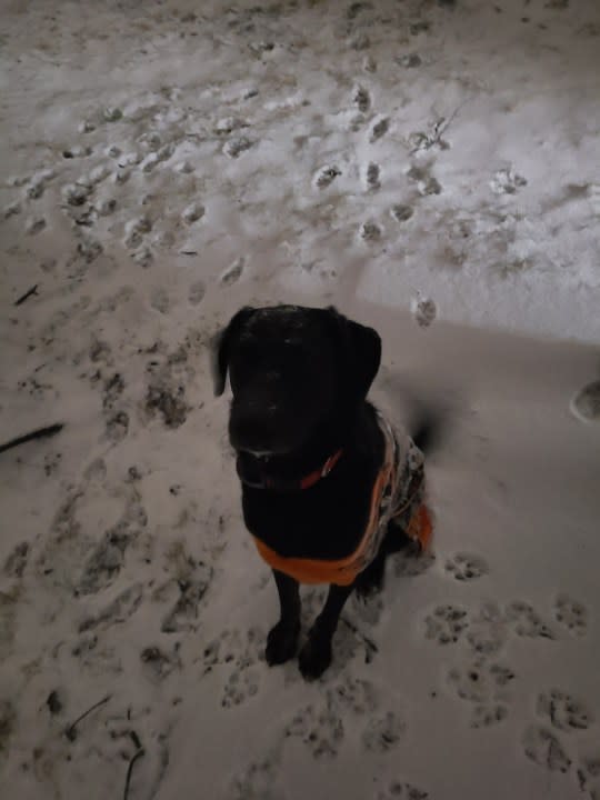 Leo is in his happy place amid the snowfall in Smyrna (Courtesy: Caitie Wester)