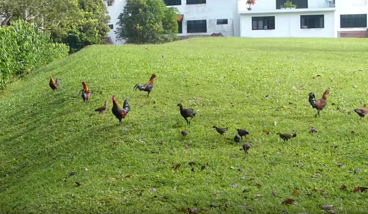 A screengrab from a 2013 YouTube video showing free-roaming chickens at an open field near Sin Ming Avenue. (PHOTO: YouTube/sunch28)