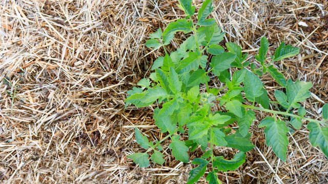 7 ways to get more fruit from a tomato plant