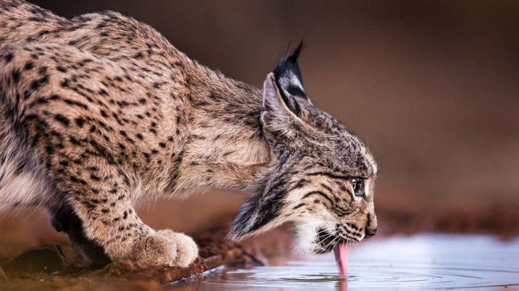 Lince ibérico