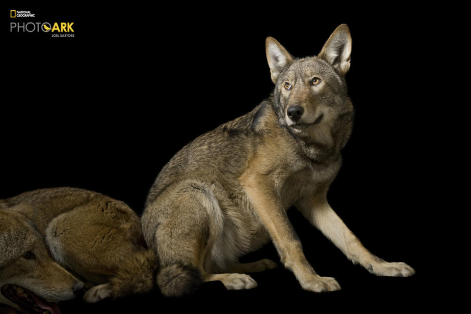 Red wolf (Canis rufus)