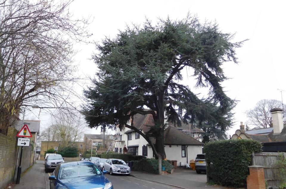 Stephen Lawrence had previously made two failed applications to fell the protected tree (Picture: SWNS)