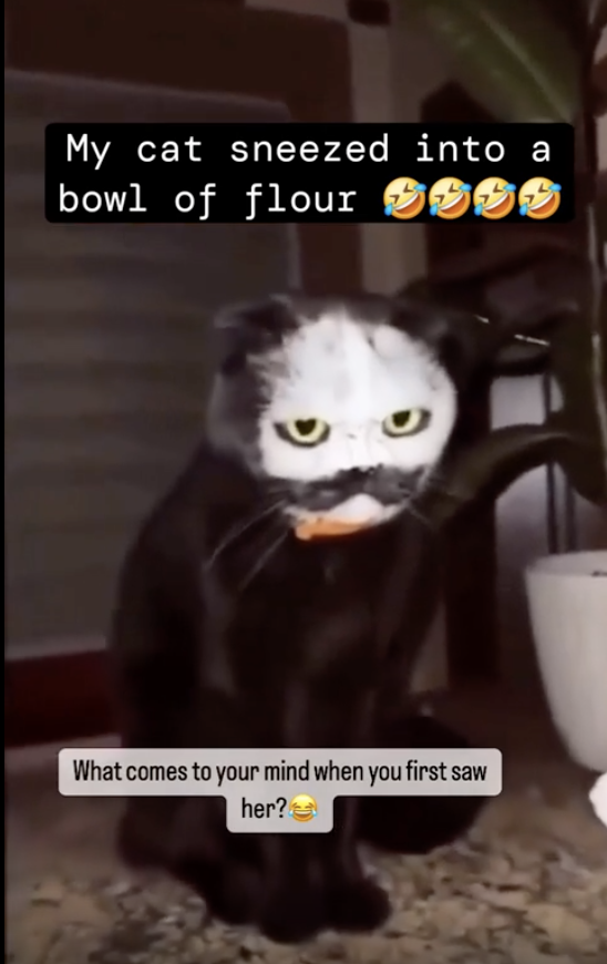 A cat with its face covered in white flour, captioned "My cat sneezed into a bowl of flour ???" and "What comes to your mind when you first saw her??"