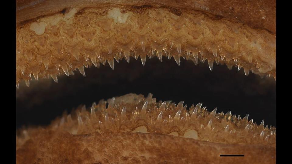 Una mirada cercana a los dientes de Apristurus ovicorrugatus. Will White et al/Journal of Fish Biology.