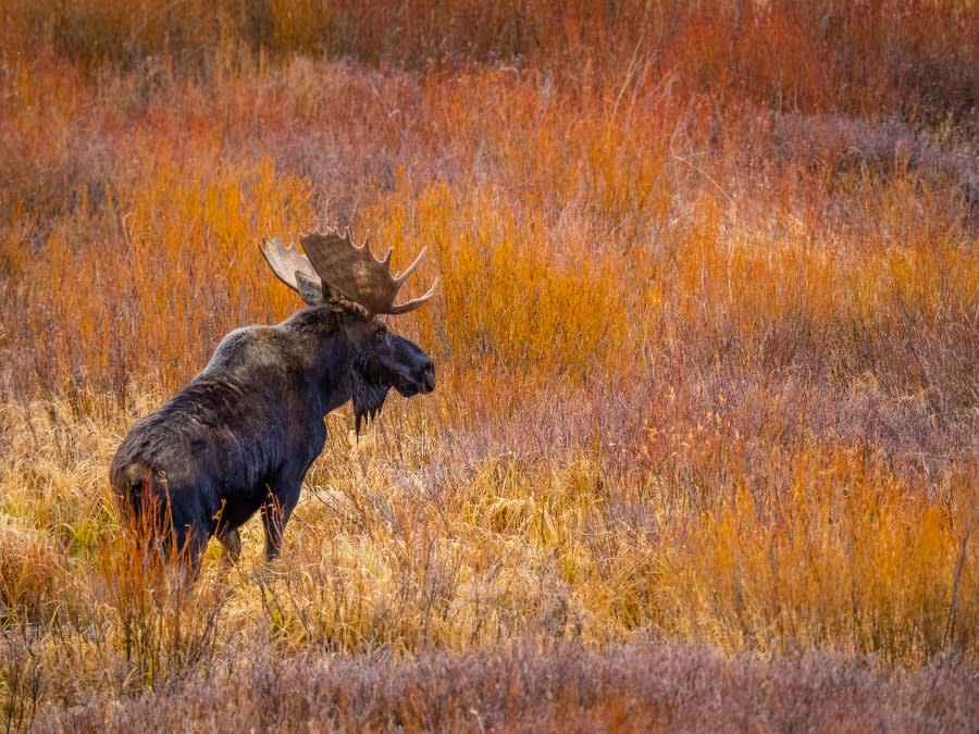 A bull moose standing in willow bushes in Colorado (Getty Images)