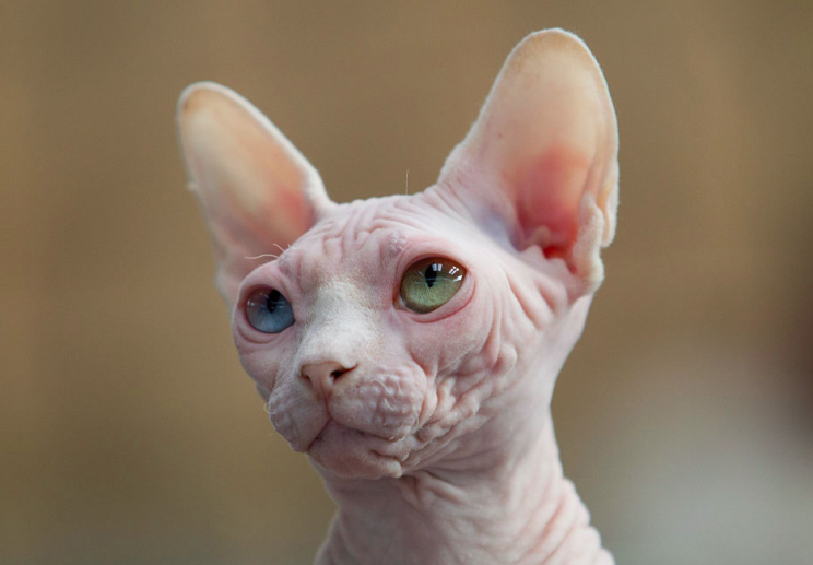 Sphynx cats like this are hairless (Getty/File pic)