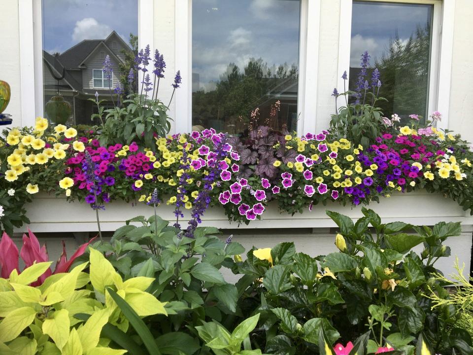 ‘All in the Family’ goes deluxe with Supertunia Mini Vista petunias, Sweet Sangria, Yellow and Indigo get combine with Supertunia Saffron Finch and Hoopla Vivid Orchid.