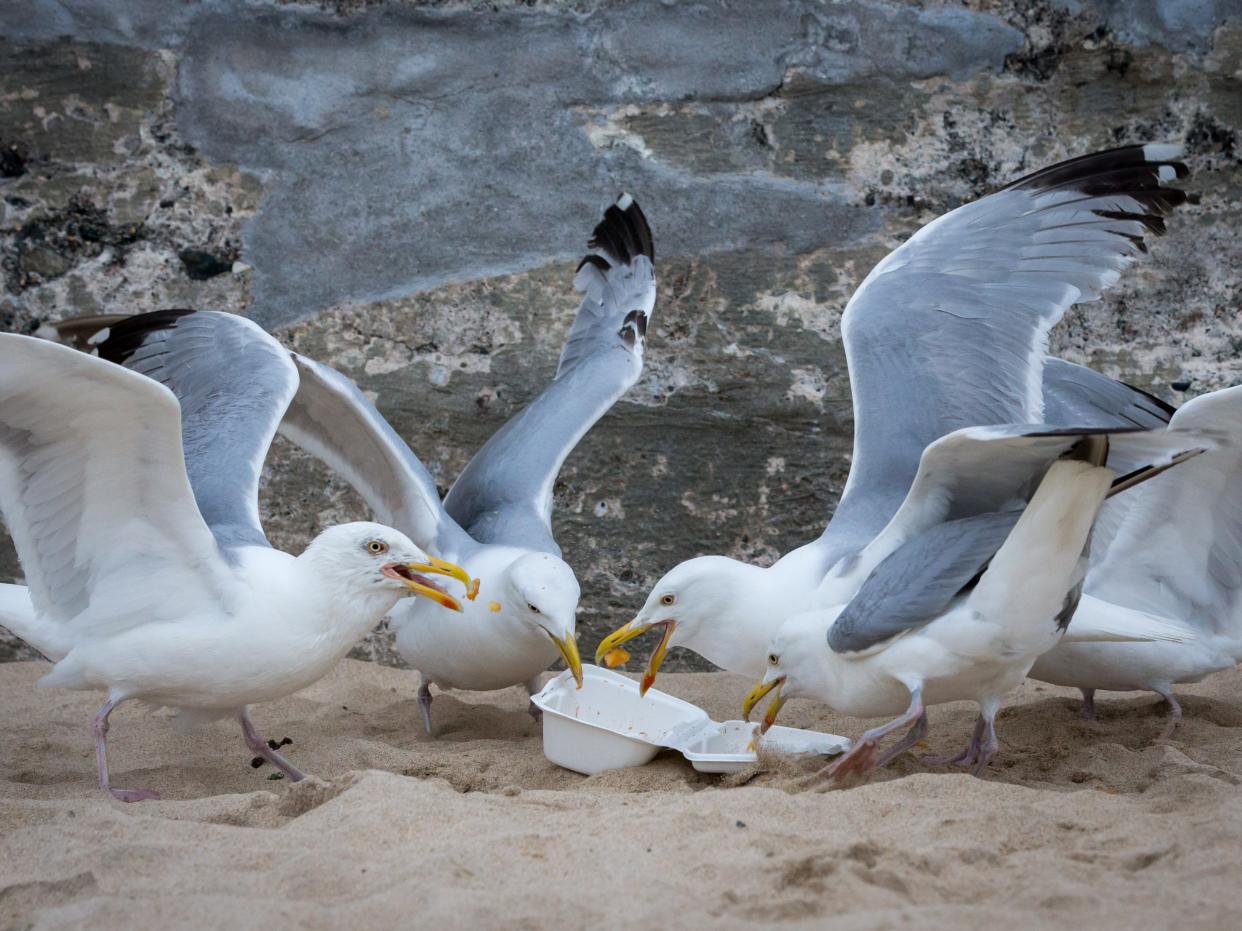 <p> Las gaviotas en Bahrein han sido etiquetadas como “demasiado gordas para volar” porque están comiendo mucha comida humana desechada  </p> (Getty Images)