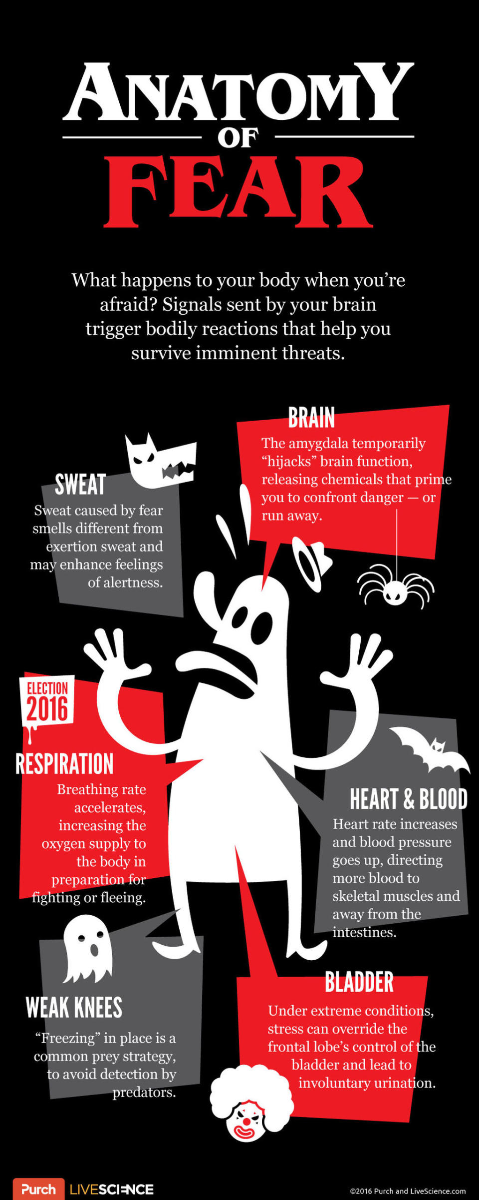 [<a href="http://www.livescience.com/56682-the-anatomy-of-fear-infographic.html" rel="nofollow noopener" target="_blank" data-ylk="slk:See the full infographic on the Anatomy of Fear;elm:context_link;itc:0;sec:content-canvas" class="link ">See the full infographic on the Anatomy of Fear</a>] <cite>Purch Creative Ops</cite>