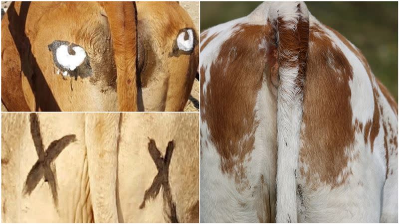 實驗將牛群分成沒記號、畫眼睛、打叉等3組。（圖／翻攝自Nature、Pixabay）