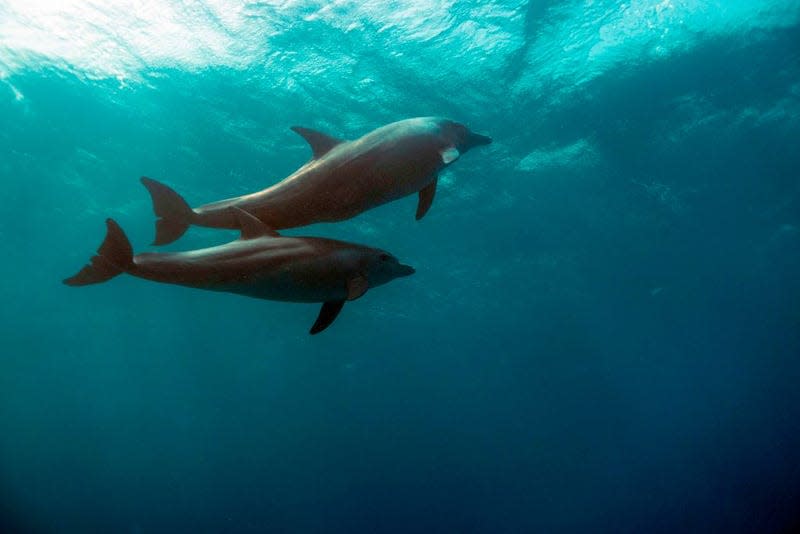 Two dolphins swim in the Egyptian Red Sea marine reserve.