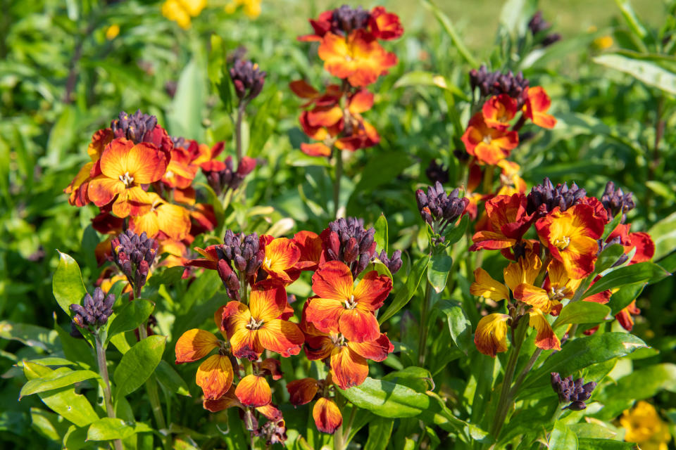 a patch of red wallflowers