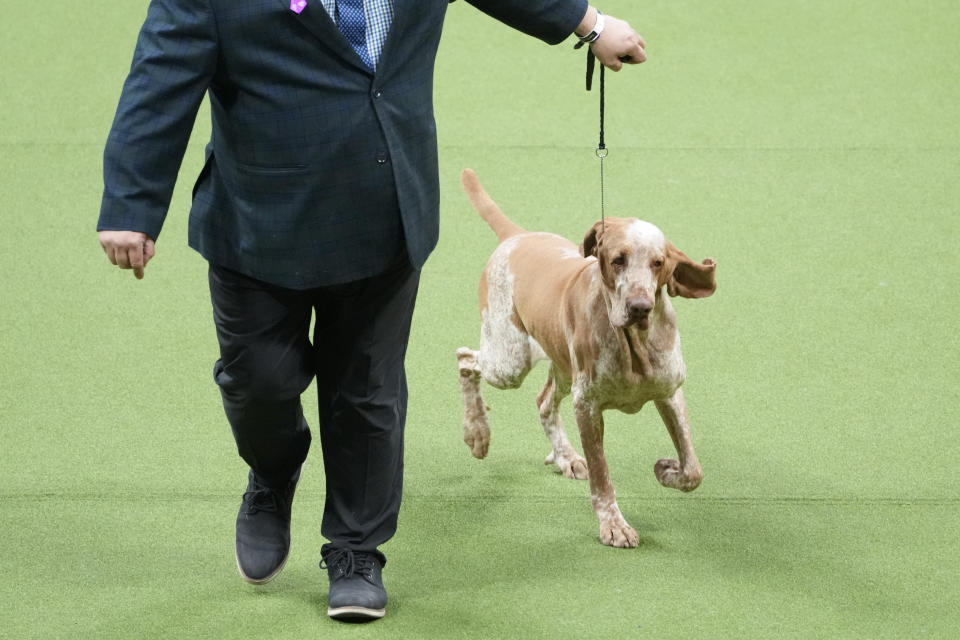 Lepshi, bracco Italiano, a competes in the sporting group competition during the 147th Westminster Kennel Club Dog show, Tuesday, May 9, 2023, at the USTA Billie Jean King National Tennis Center in New York. (AP Photo/Mary Altaffer)