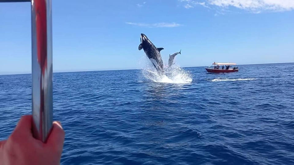 A tour group captured the incredible moment an orca sent a dolphin flying through the air. Source: Instagra/miguel.cuevas19