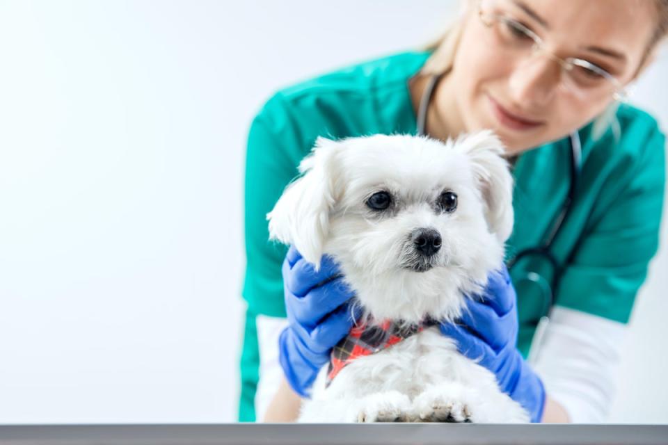 The Competition Watchdog is to launch a formal Market Investigation on the vet sector after an “unprecedented response” to its initial review (Alamy Stock Photo)