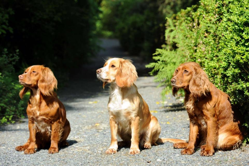 A cocker spaniel was poisoned after eating a chocolate bar last year (Alamy/PA)