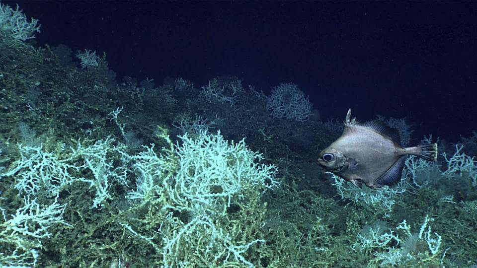 In this image provided by NOAA Ocean Exploration, an oreo fish swims above mounds of Desmophyllum pertusum coral, previously called Lophelia pertusa, found at the top of the crest of Richardson Ridge on the Blake Plateau off the coast of South Carolina in June 2018. In January 2024, scientists announced they have mapped the largest coral reef deep in the ocean, stretching hundreds of miles off the U.S. coast. While researchers have known since the 1960s that some coral were present off the Atlantic coast, the reef's size remained a mystery until new underwater mapping technology made it possible to construct 3D images of the ocean floor. (NOAA Ocean Exploration via AP)