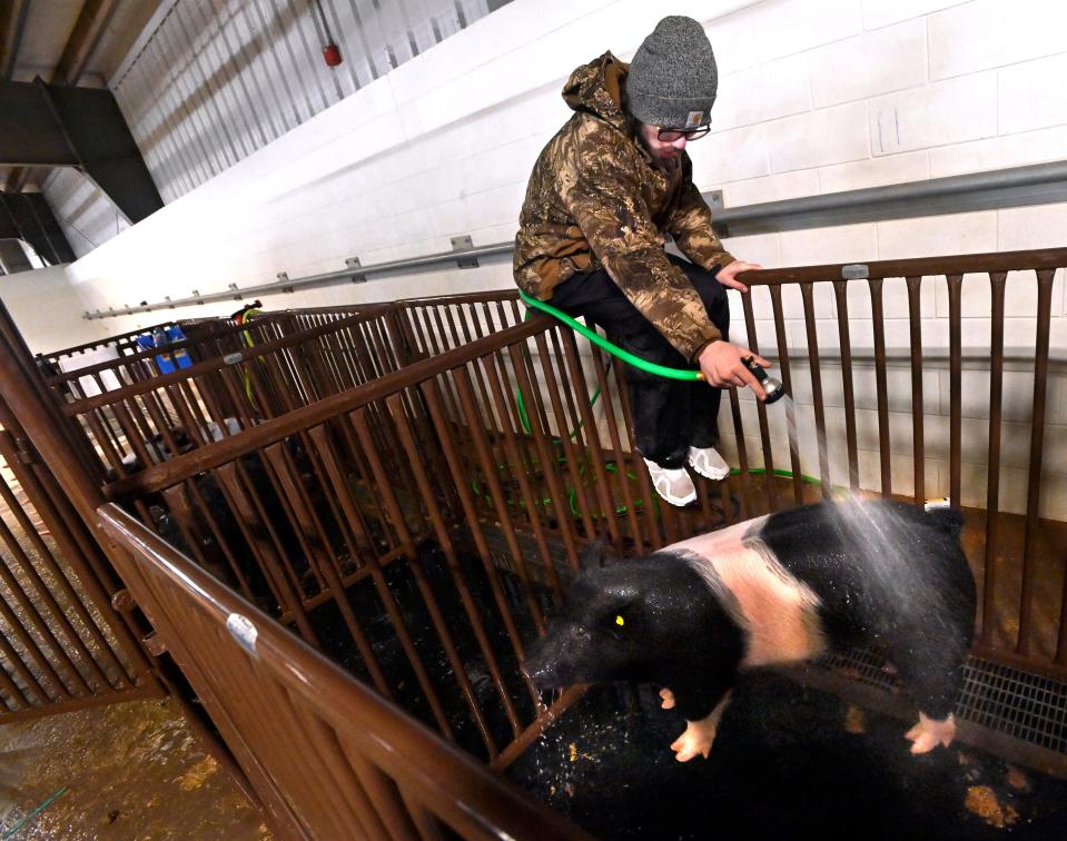 Wylie High School junior Cameron Hayes, 17, washes his brother’s Hampshire pig a few hours before it will enter the ring at the Taylor County Livestock Show in Abilene Jan. 19. Even though the water from the hose was heated, Cameron did his best to avoid getting wet as temperatures in the barn hovered in the mid-20s.