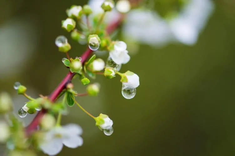 <strong>「穀雨」即將到來。（示意圖／百度）</strong>