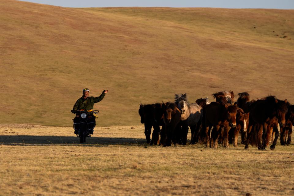 A photo of a herder on a motorbike riding alongside his herd of horses with one arm up.