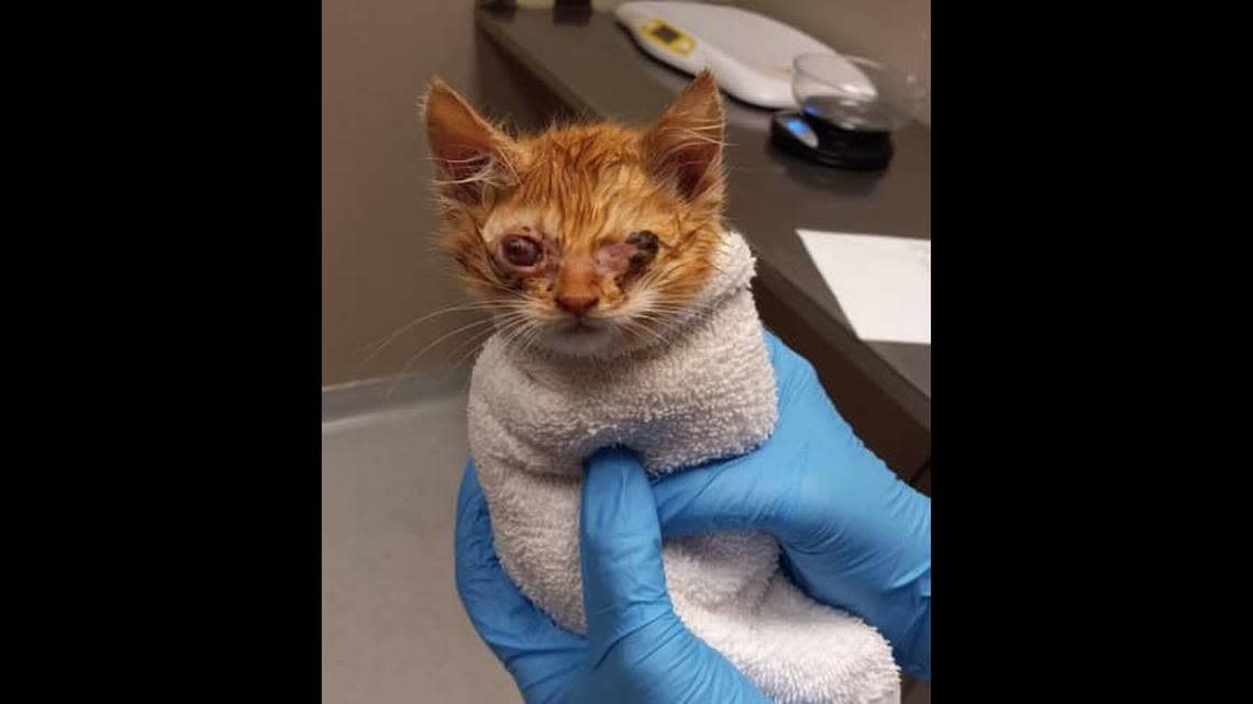 The orange kitten had one eye removed after she was found Nov. 5 in Boise. She recovered after being fostered.