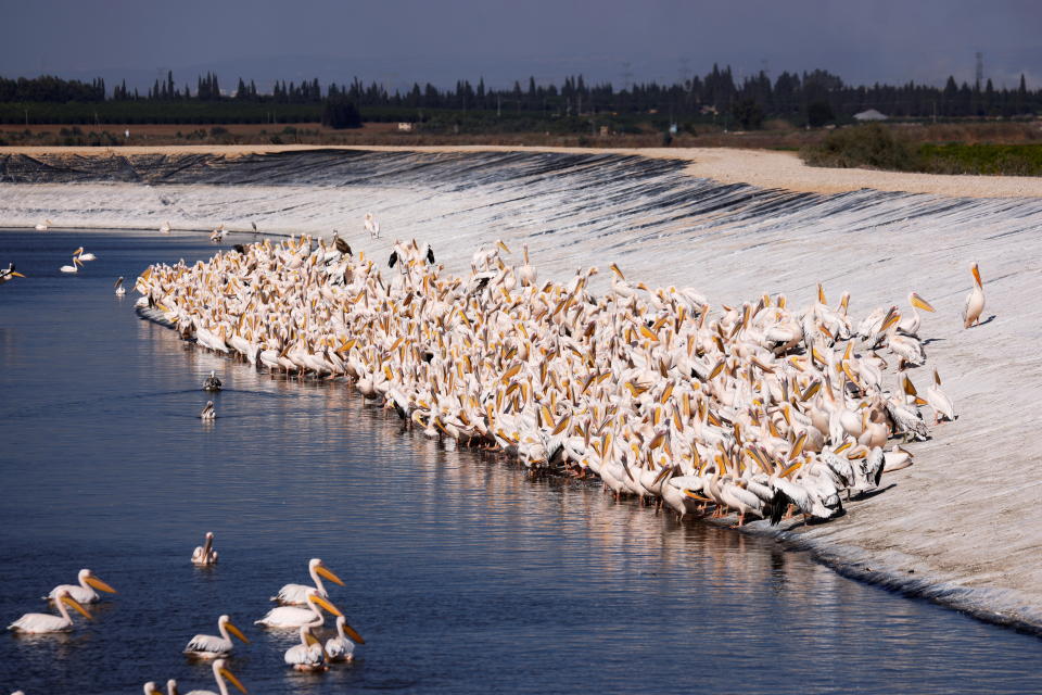 Migrating Great White pelicans gather at a water reservoir in Mishmar Hasharon, central Israel November 8, 2021. REUTERS/Amir Cohen