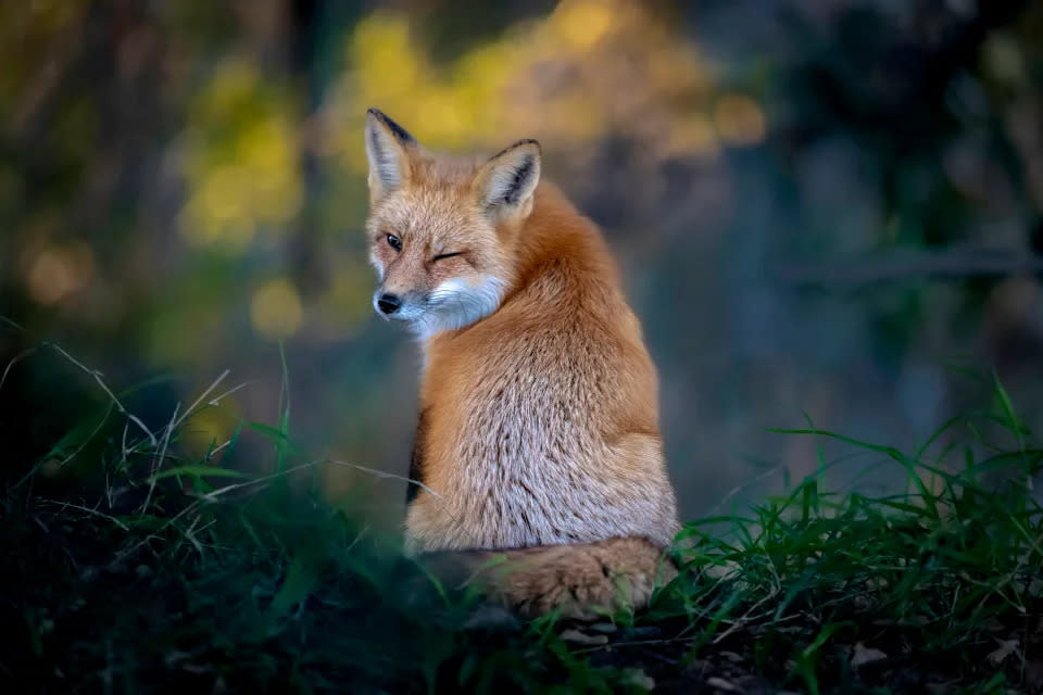 Título “El guiño”. Un zorro rojo estadounidense guiña un ojo momentos antes de desaparecer en el bosque de San José, California.