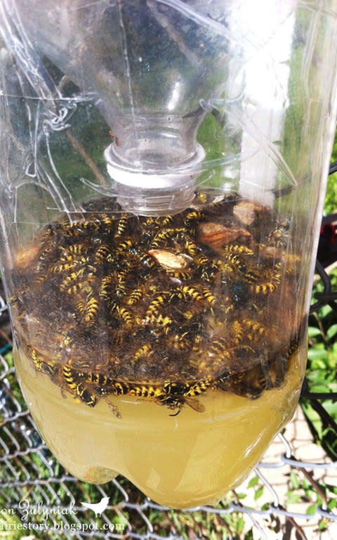 Beer traps can end up catching dozens of wasps and other insects 