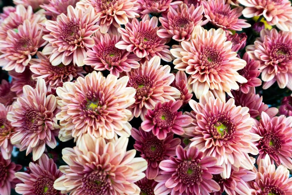 Chrysanthemums