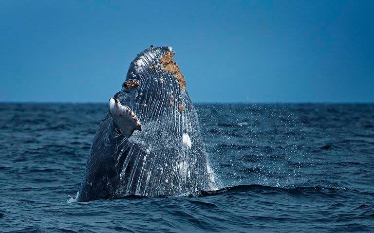 En la reserva hay ballenas (gobierno de Perú)