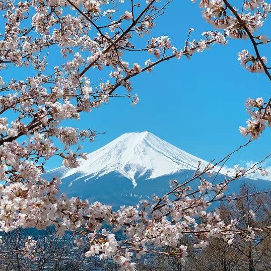 日本櫻花2024｜東京賞櫻10大必去景點一日遊推薦！淺間公園櫻花樹下富士山、目黑川遊船體驗、芝櫻祭＋任摘任食士多啤梨