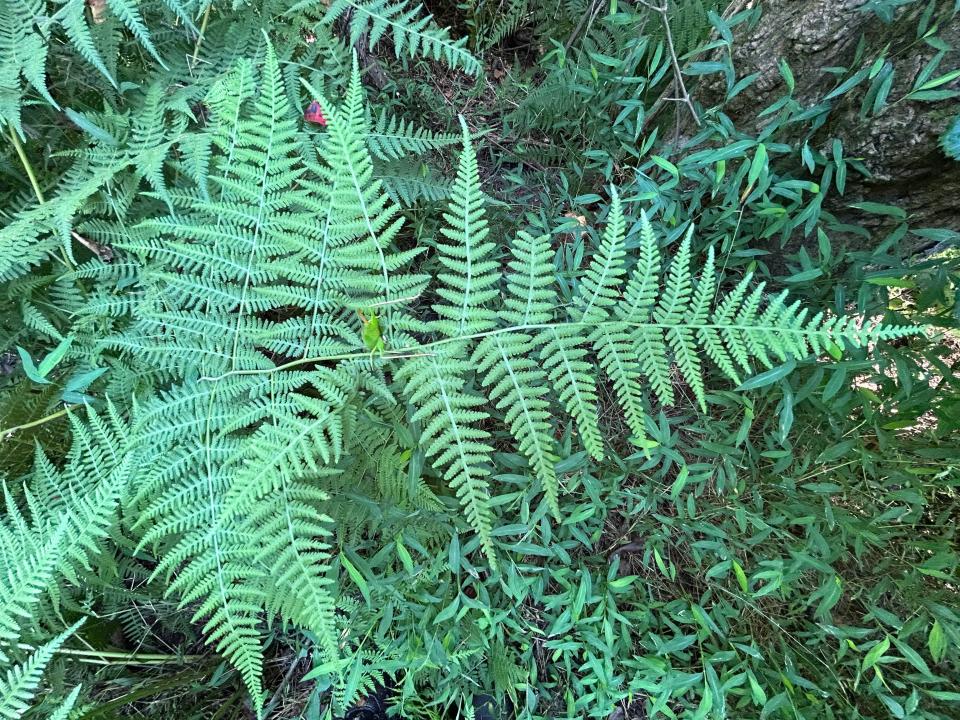 Mariana maiden-fern has been spreading outside in the Southeast.