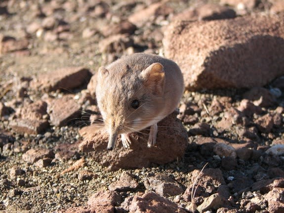 The newfound sengi, or elephant shrew, named <em>Macroscelides micus</em>, sports a redder pelage than other sengi, possibly to blend in with the red soil in the ancient volcanic formation where it lives in the Namib Desert.
