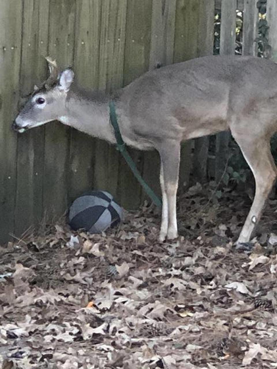 Residents called into East Cobb County DNR after seeing this young buck leashed and inside a fence.