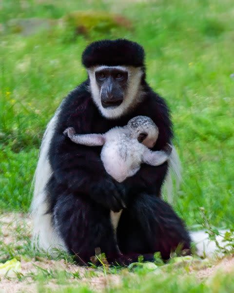 Atlas and Pax, courtesy of Caldwell Zoo