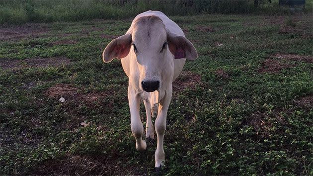 Beryl the cow is a huge part of the Webster family and they couldn't imagine life without their Brahman.Photo: Facebook