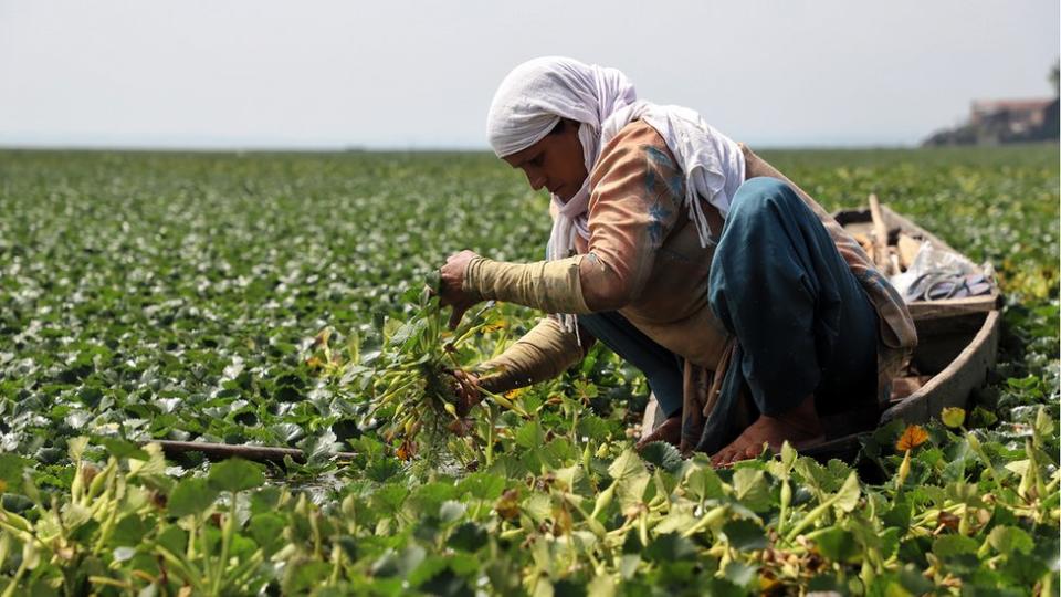 Mujer recolecta castañas de agua