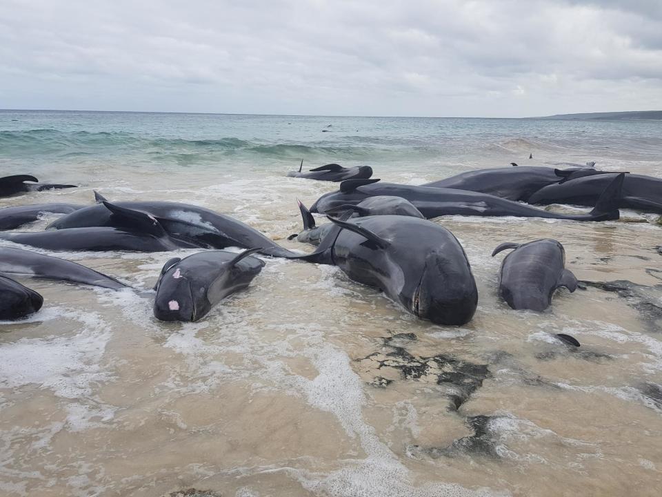 It’s thought that at least 135 out of 150 short-finned pilot whales have died (Reuters)