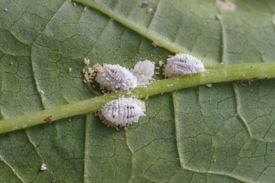 Four white mealy bugs with eggs on the underside of a veiny leaf.