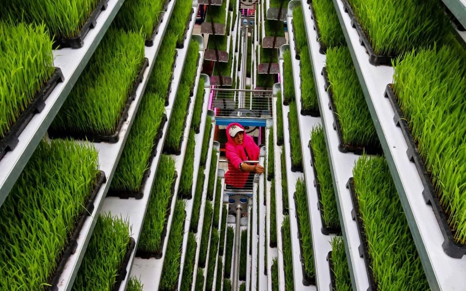 A seedling nursery in Lianyungang in eastern China's Jiangsu province