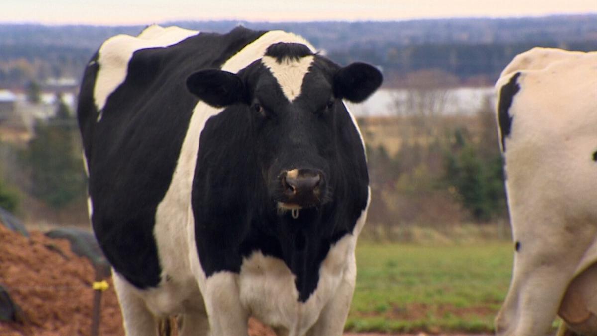 P.E.I. milk being tested for avian influenza as precautions ramp up