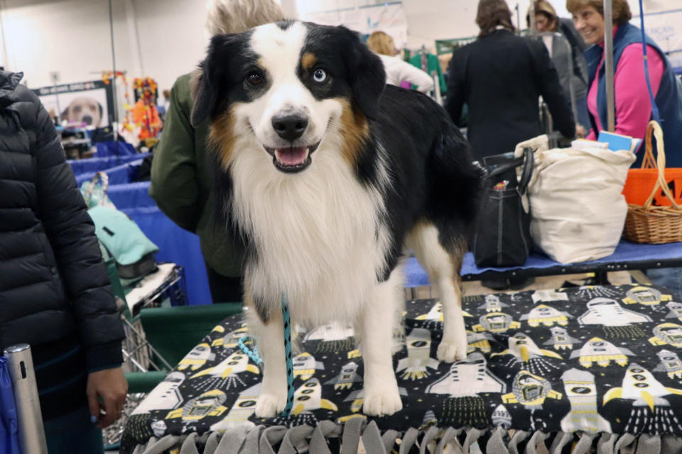 THE NATIONAL DOG SHOW PRESENTED BY PURINA 2019 -- Pictured: Miniature American Shepherd -- (Photo by: Nancy Schwartz/NBC/NBCU Photo Bank via Getty Images)