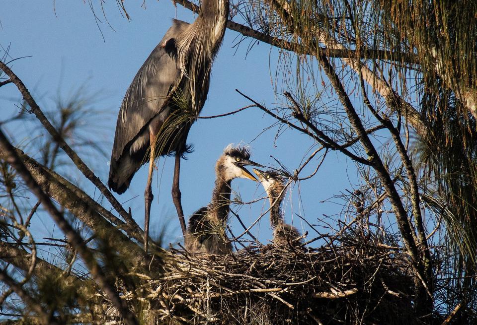 Great blue heron chicks interact with with each other in a nest at Lakes Park in Fort Myers on Wednesday March, 4, 2020. It is nesting season for wading birds.