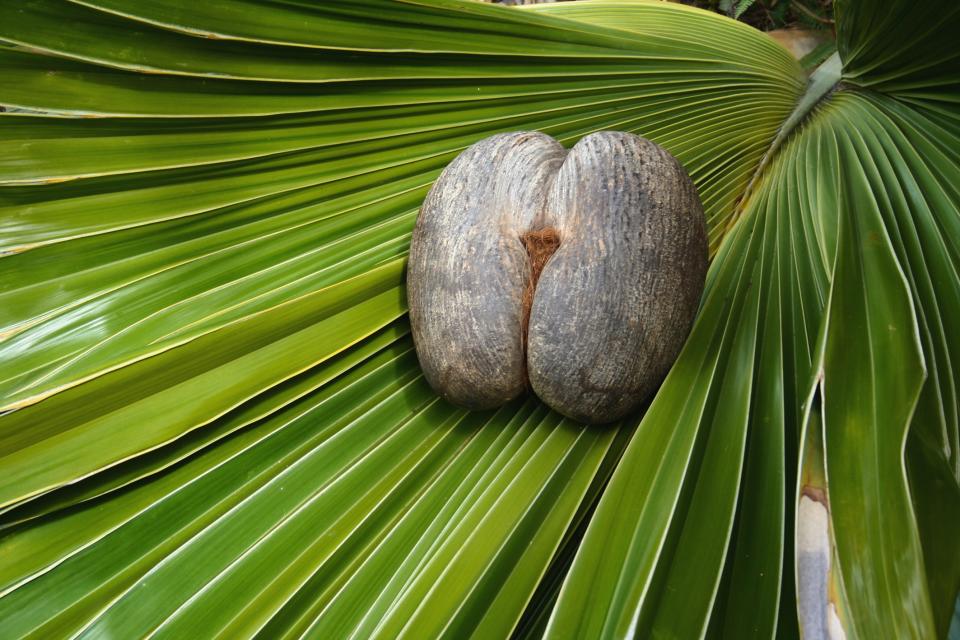 Female Coco De Mer nut on coco de mer leaf. Photo credit -Gerald Larose.jpg