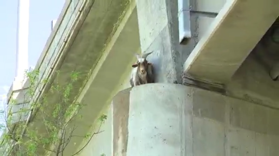 A goat is stuck under a bridge near the Kansas City Zoo on Monday, April 8 (FOX4 Photo)
