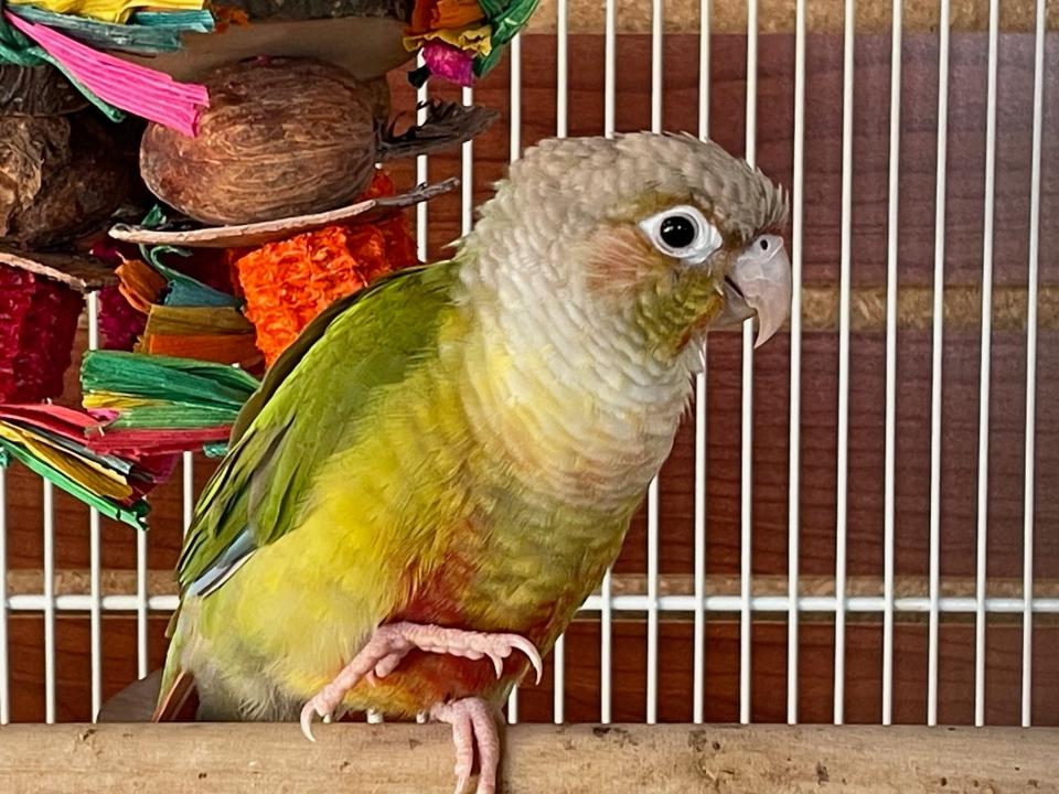 This Green Cheeked Conure is one of the birds available for adoption at J&R Aquatic Animal Rescue in Neenah.