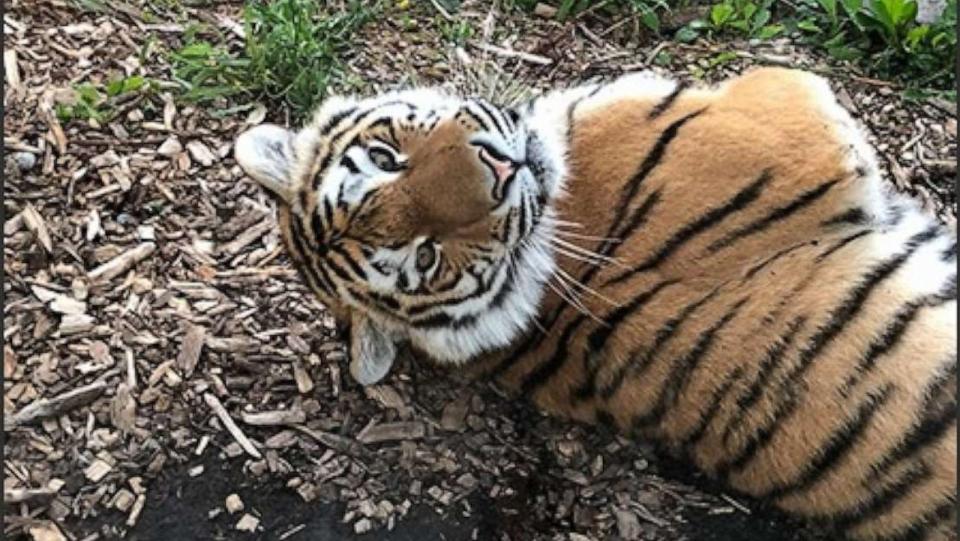 PHOTO: An extremely rare Amur tiger died after suffering what zoo officials called a “freak accident” when she received a dose of anesthesia and suffered a fatal spinal injury when she fell off a bench at the Cheyenne Mountain Zoo on Aug. 25, 2023. (Toronto Zoo)